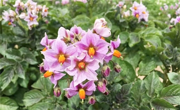 Potato Flower