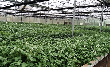 mproved Potato Varieties Breeding Glasshouse 